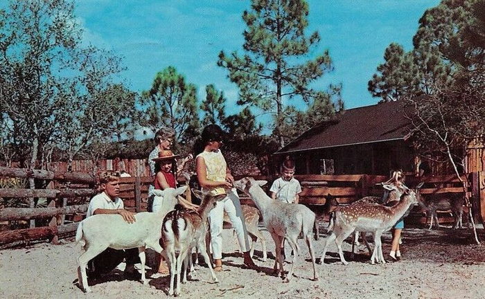 Floridaland - Vintage Postcard